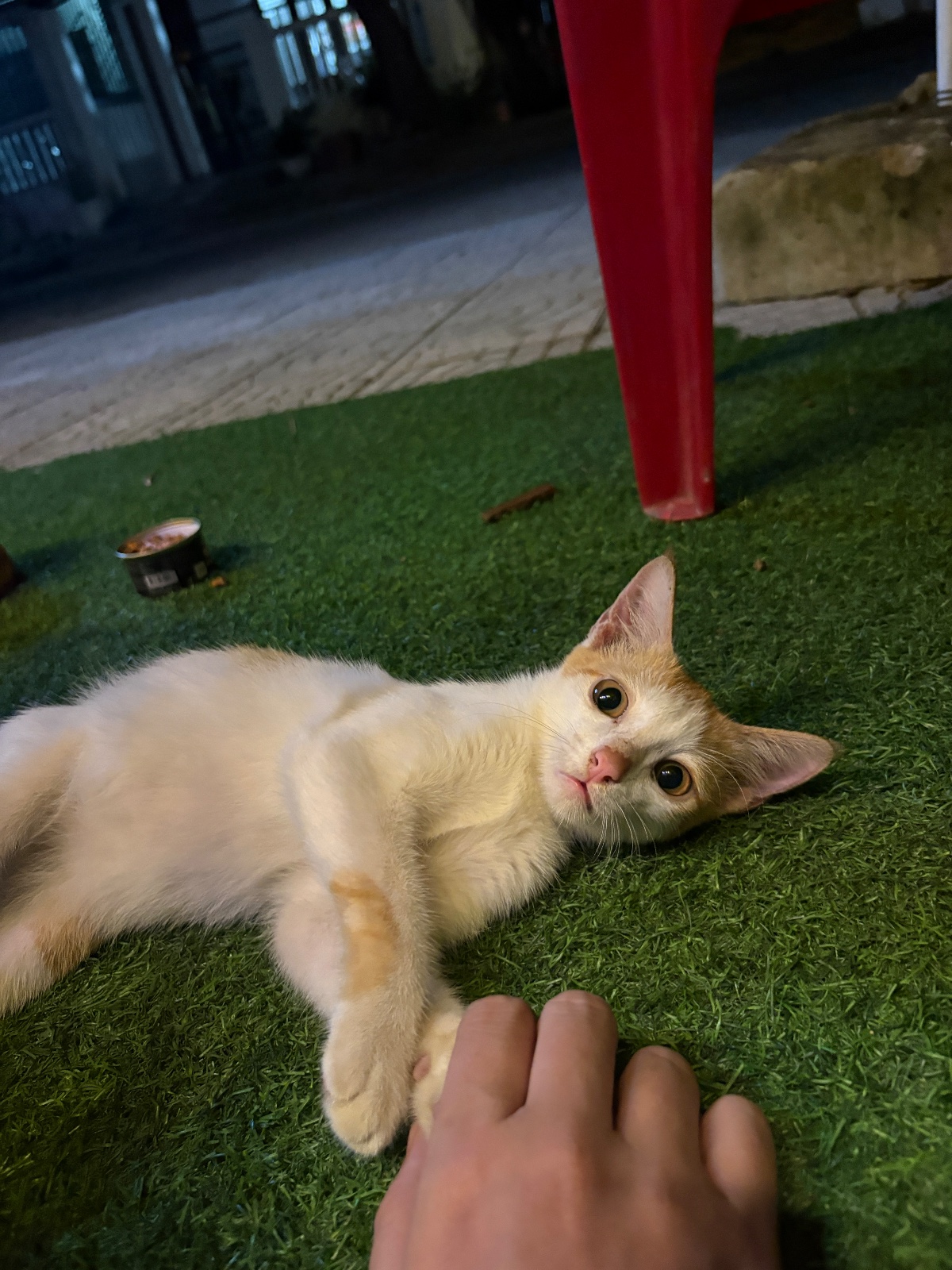 Katze